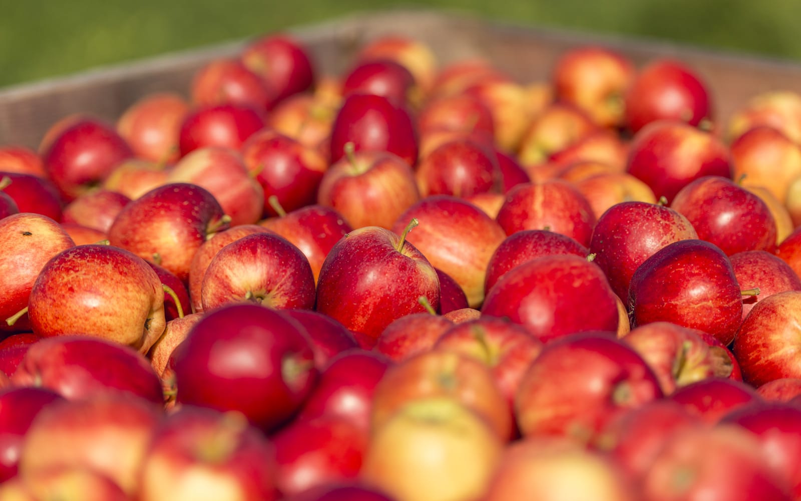 Hadlow Farm orchards apple harvest