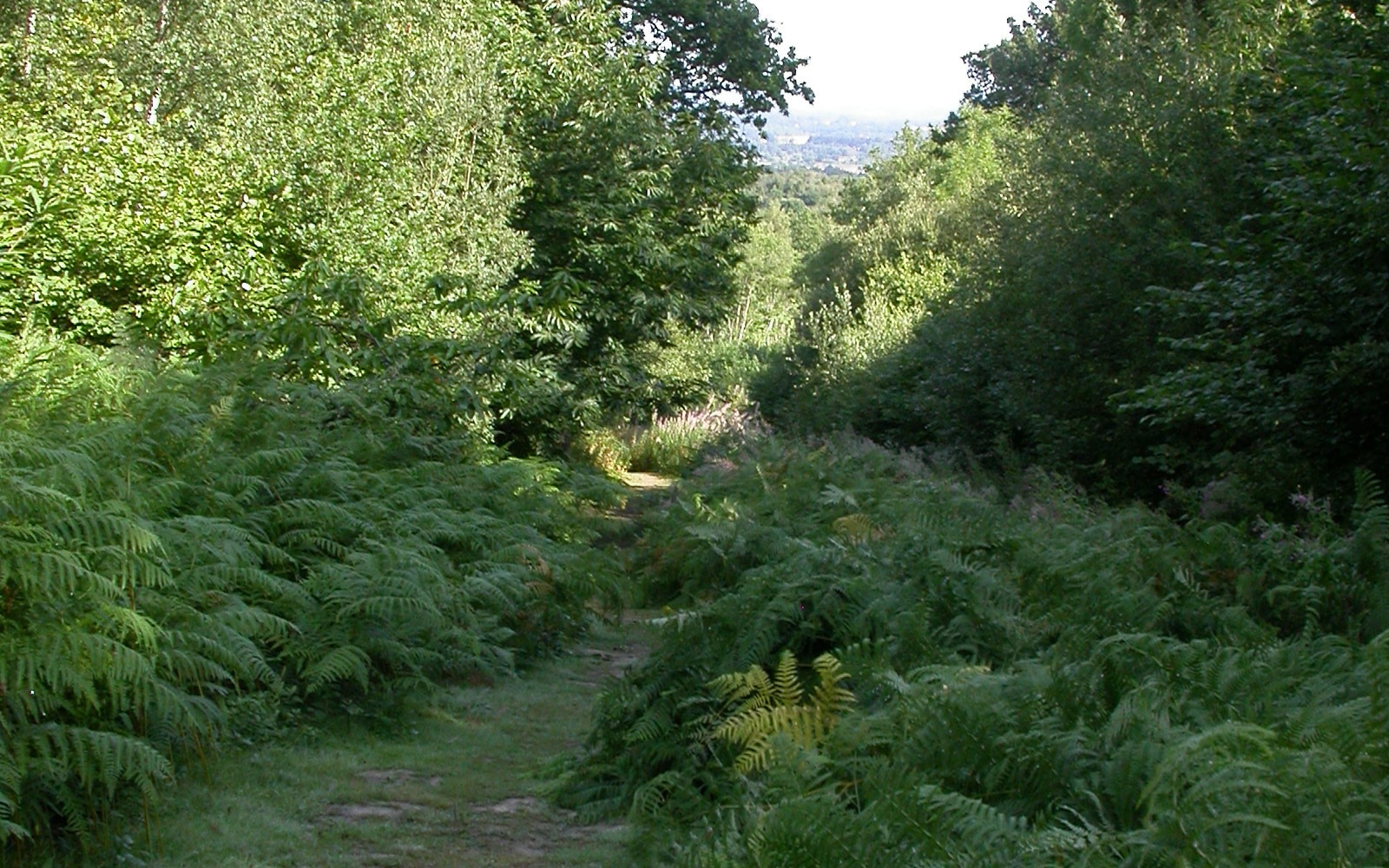 Ferns at Tudeley Woods