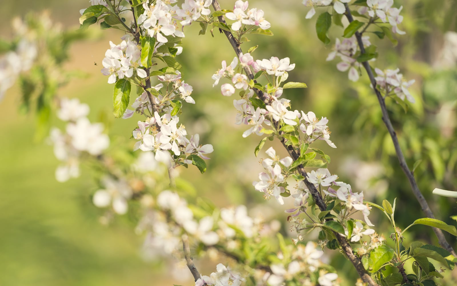 Orchard Blossom on Hadlow Farm