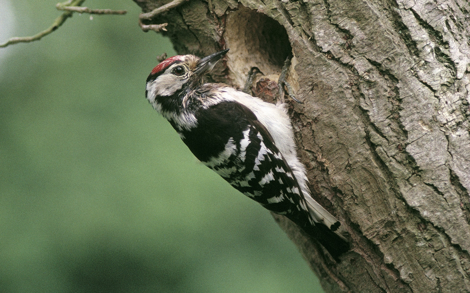 Woodpecker in Tudeley Woods Nature Reserve