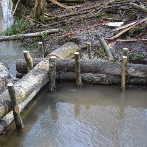Leaky Dams In Tudeley Woods