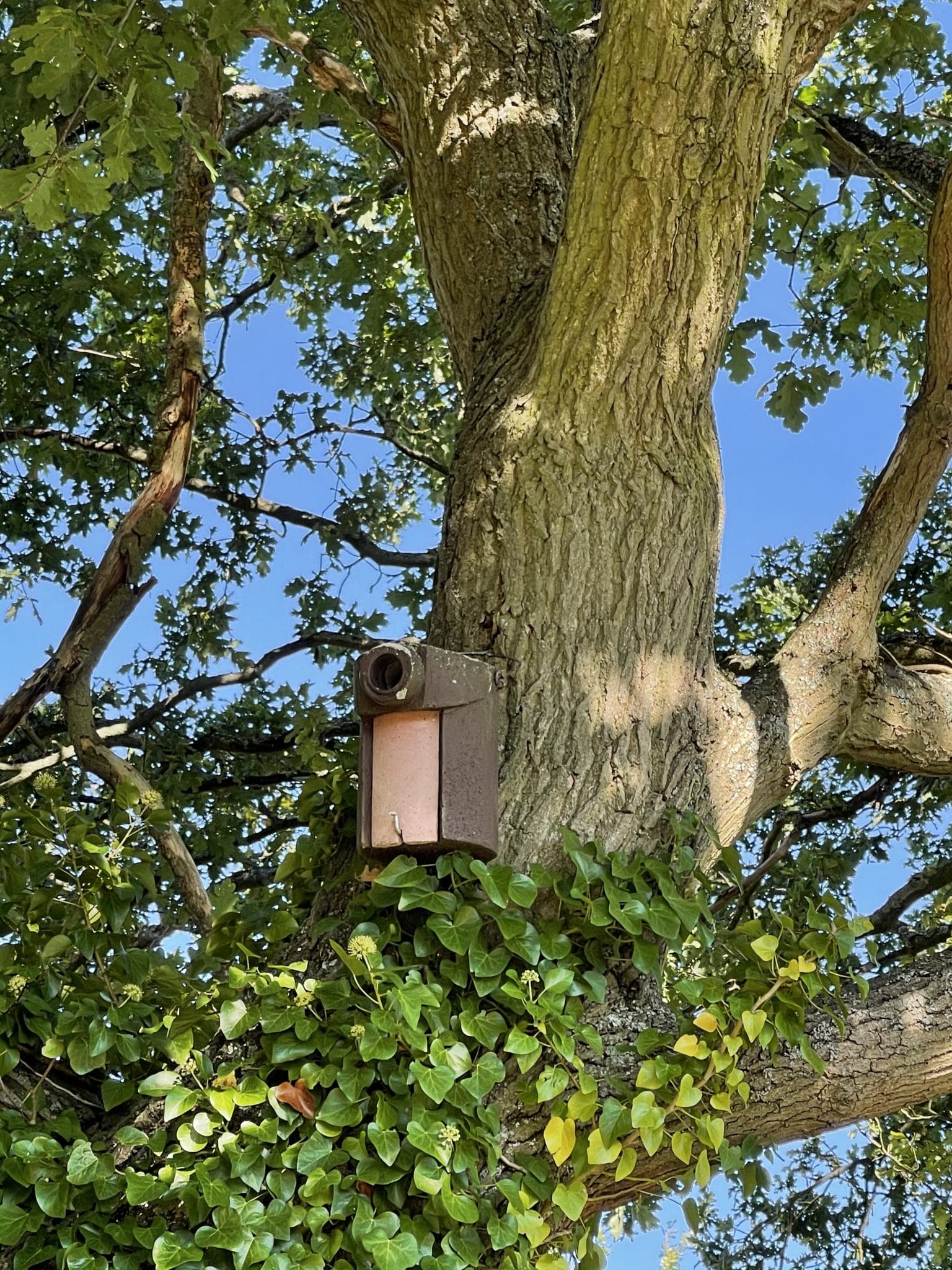 One of the Schwegler bird boxes which have been installed on Hadlow Estate solar park