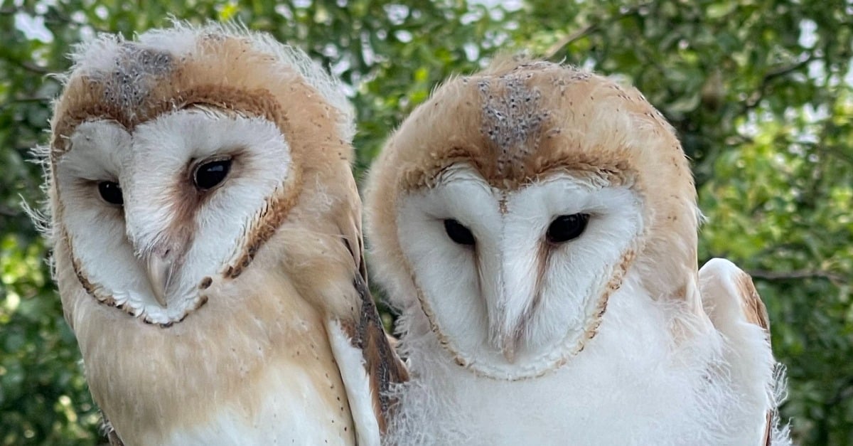 Pair Of Barn Owls